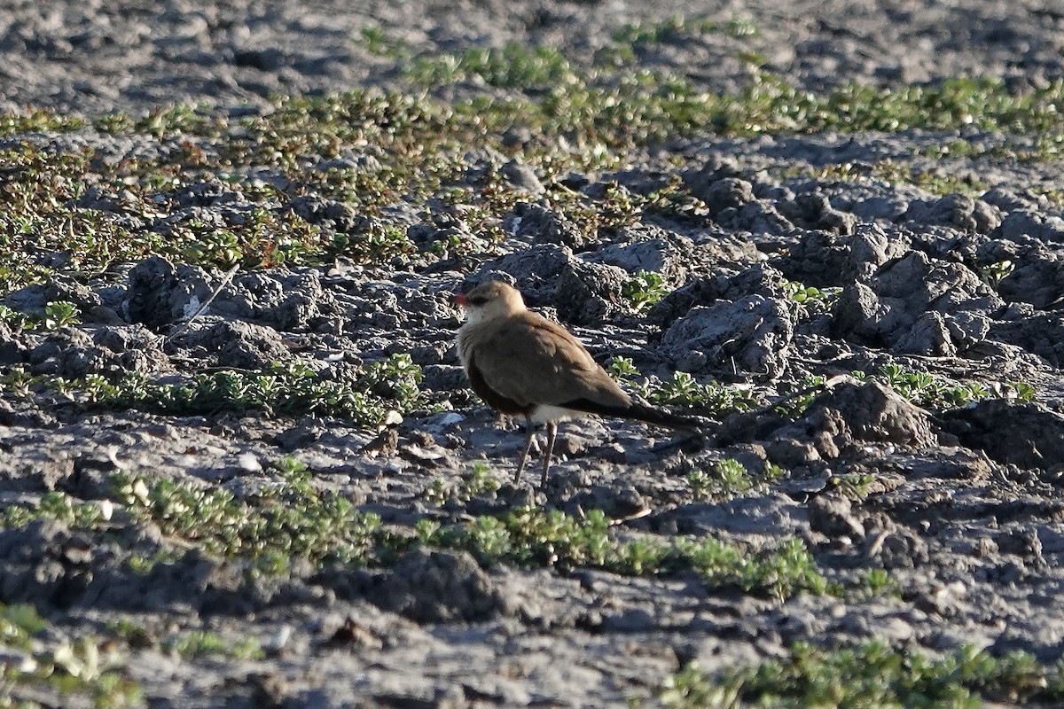 Glaréole isabelle - ML609047323