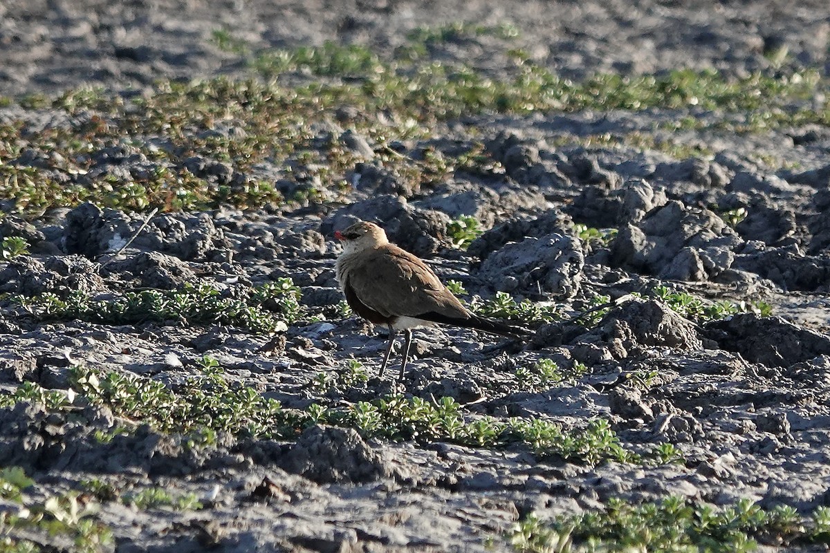 Glaréole isabelle - ML609047327