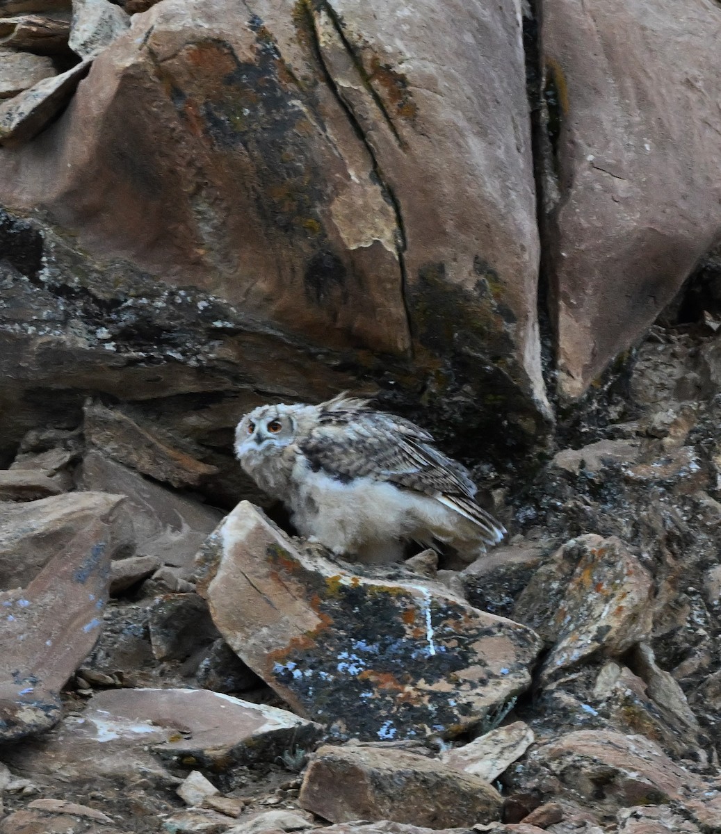 Eurasian Eagle-Owl - Hetali Karia