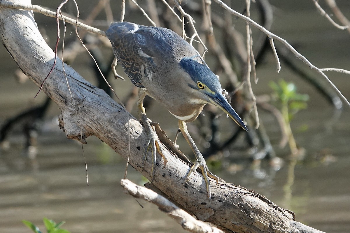 Striated Heron (Old World) - ML609047416