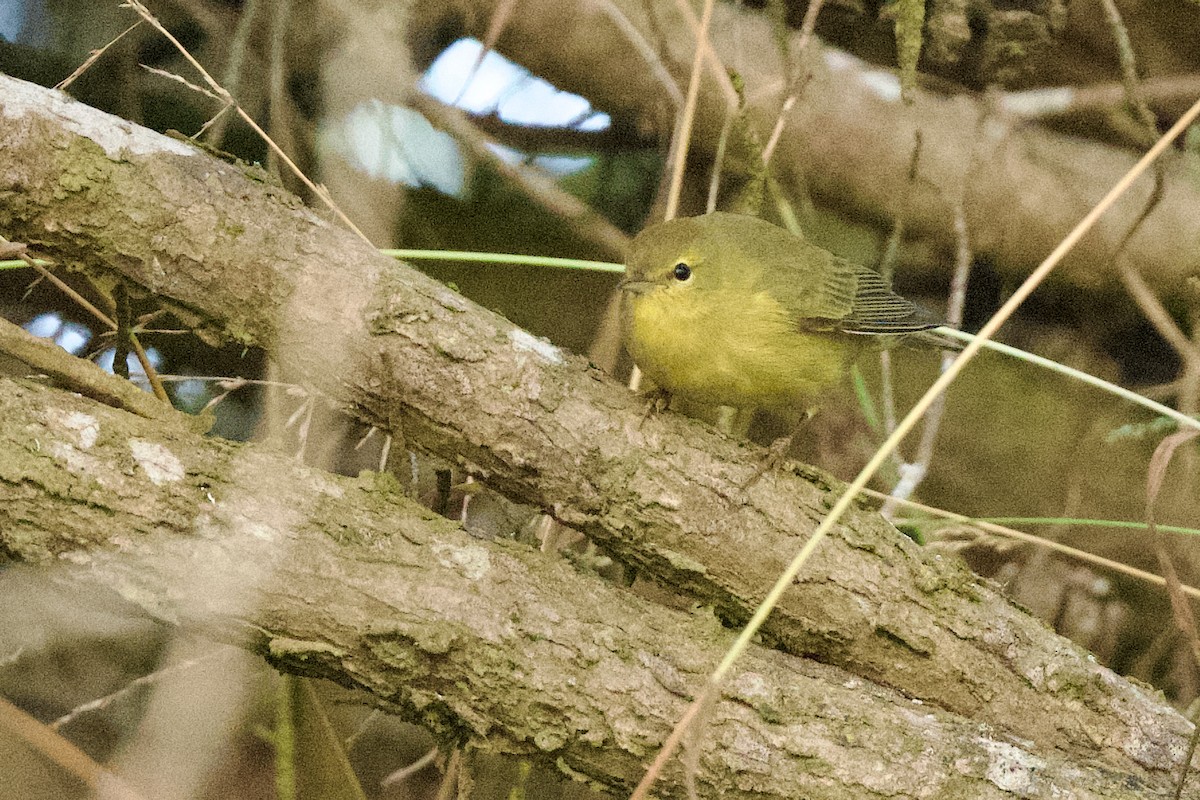 Orange-crowned Warbler - ML609047427