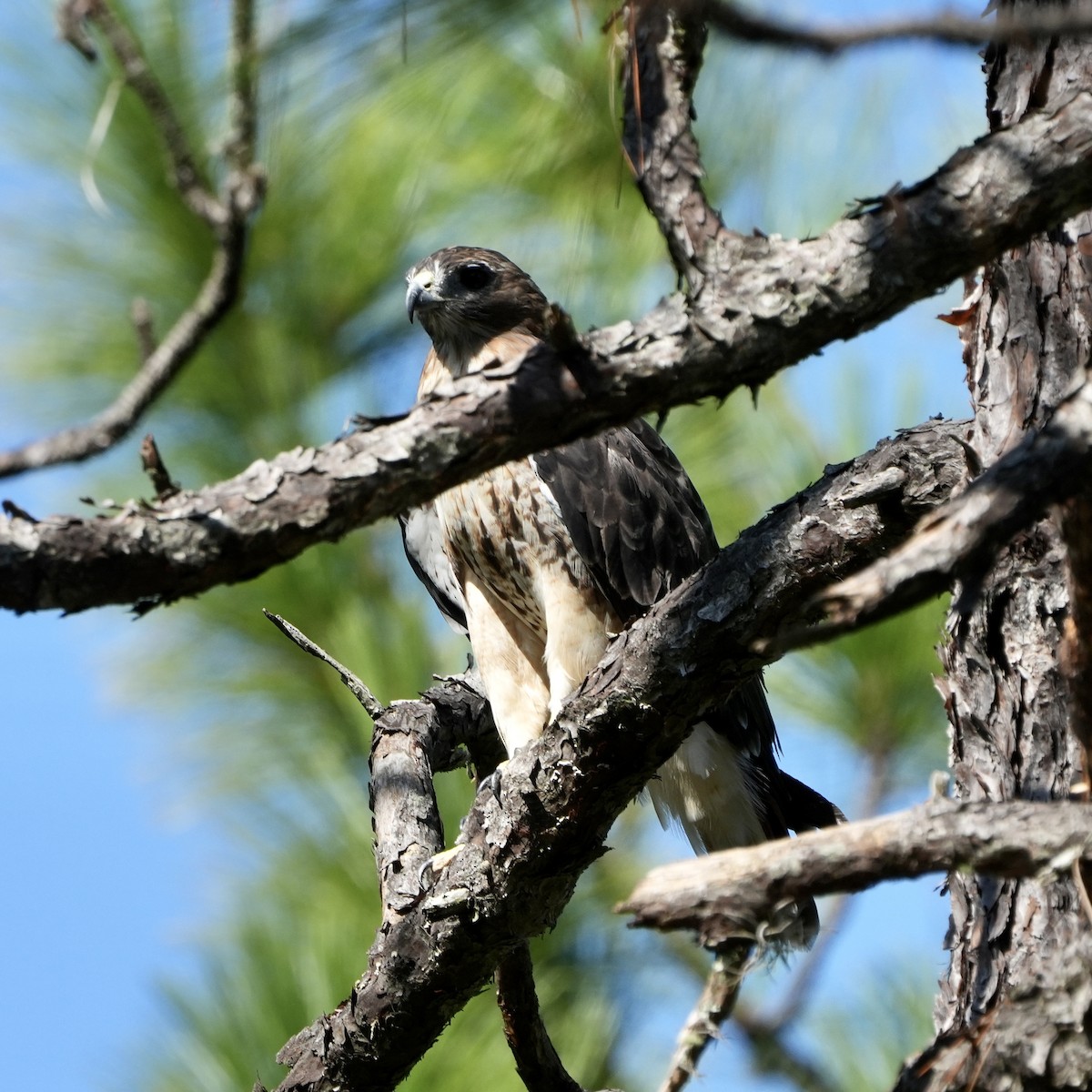 Red-tailed Hawk - ML609047511