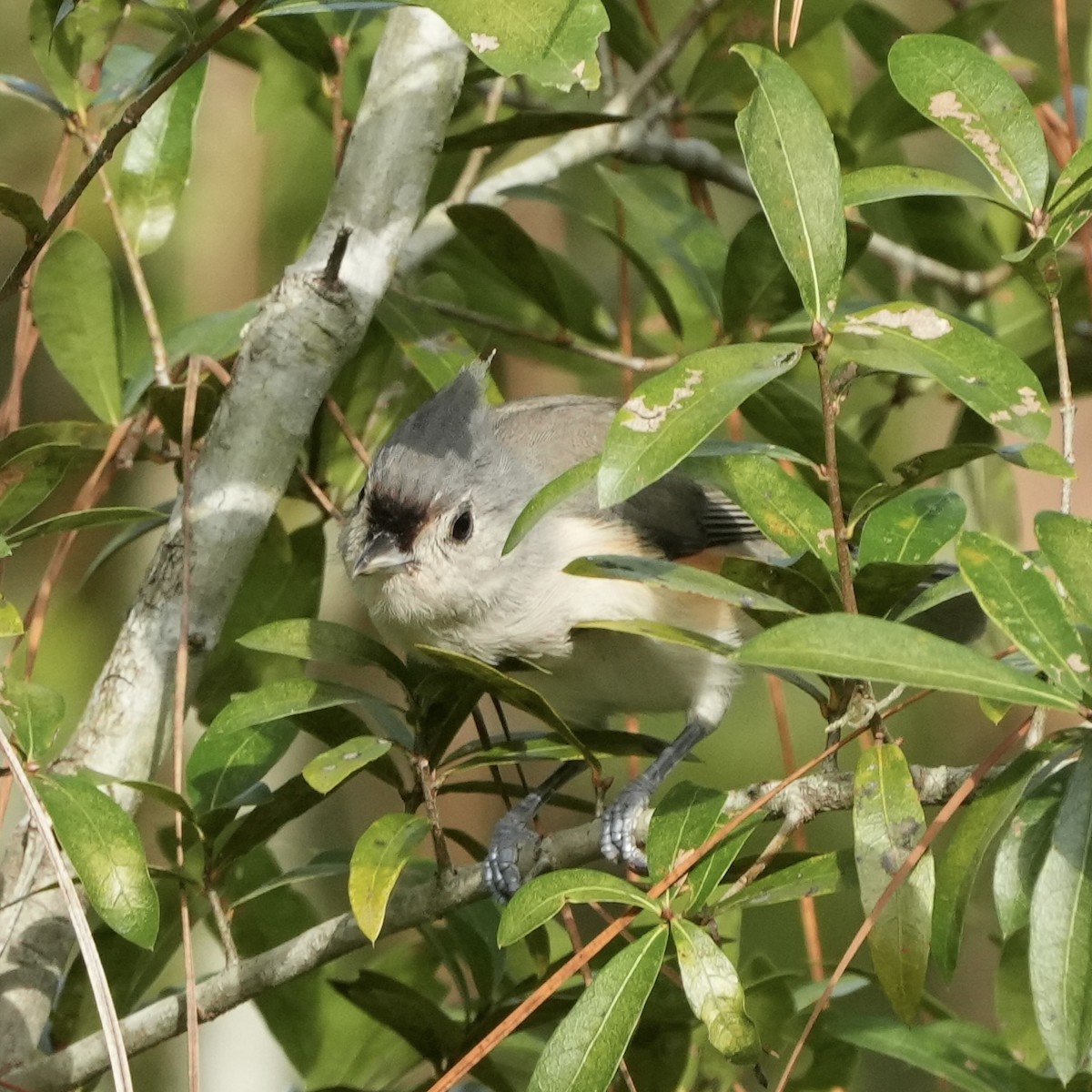 Tufted Titmouse - ML609047512