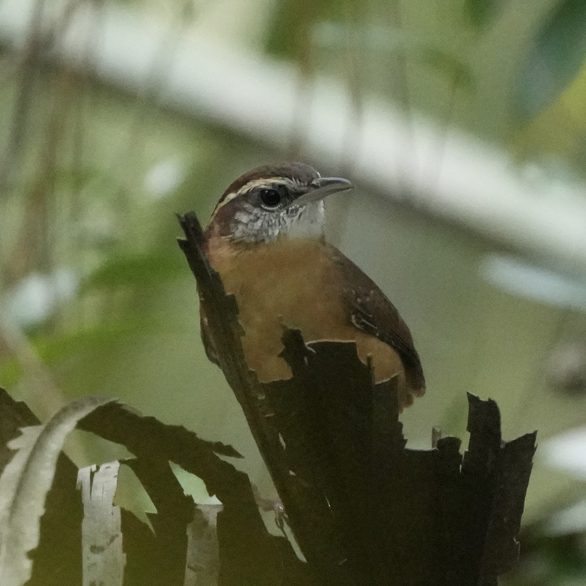 Carolina Wren - ML609047514