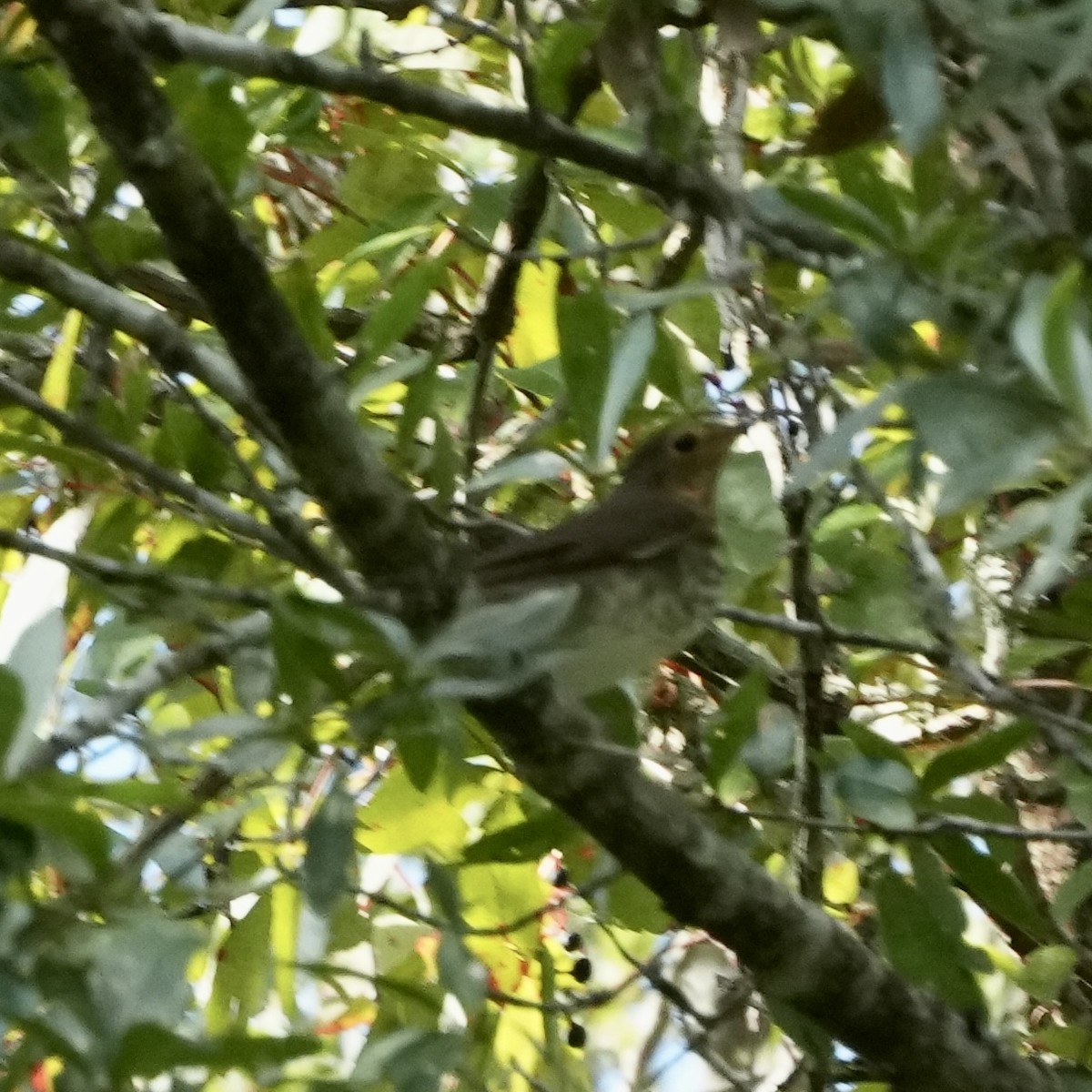 Swainson's Thrush - ML609047521