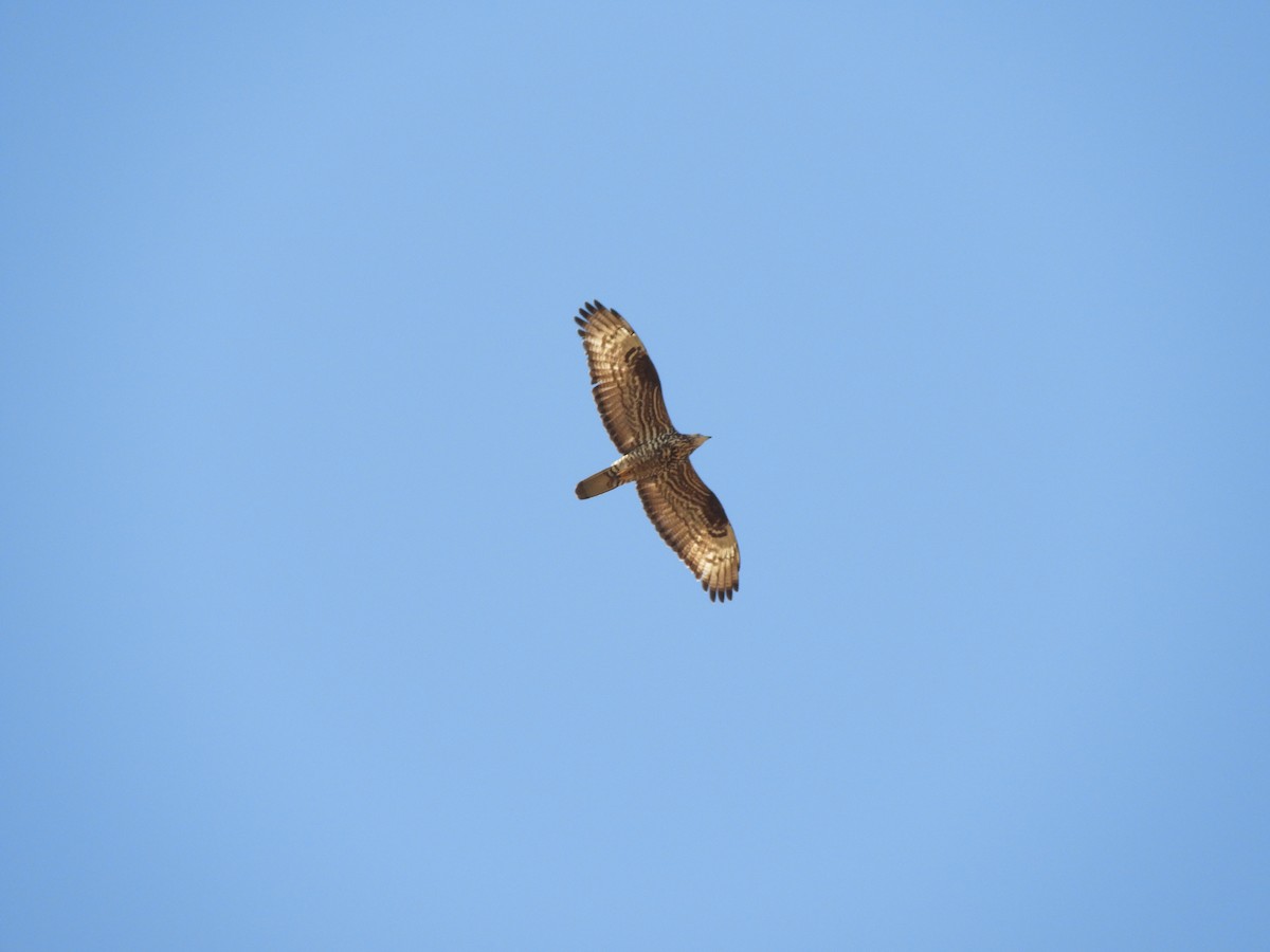 European Honey-buzzard - ML609047580