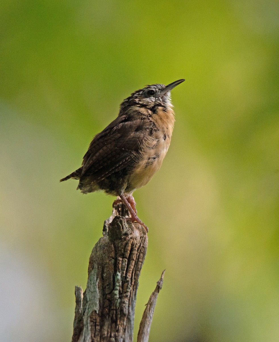 Carolina Wren - ML609047602