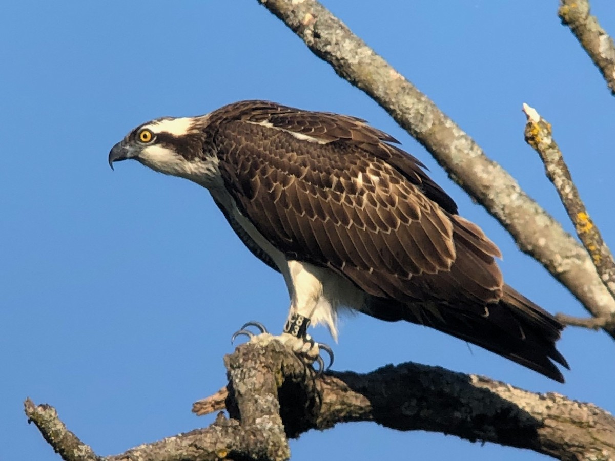 Osprey - ML609047642