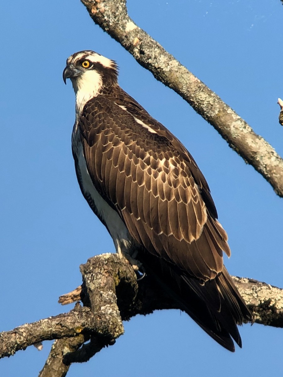 Osprey - ML609047643