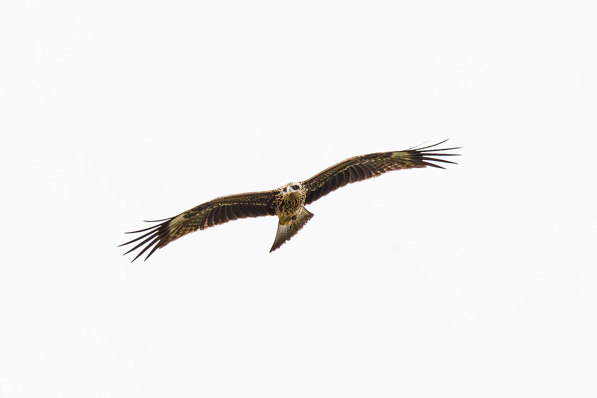 Black Kite - ML609047666