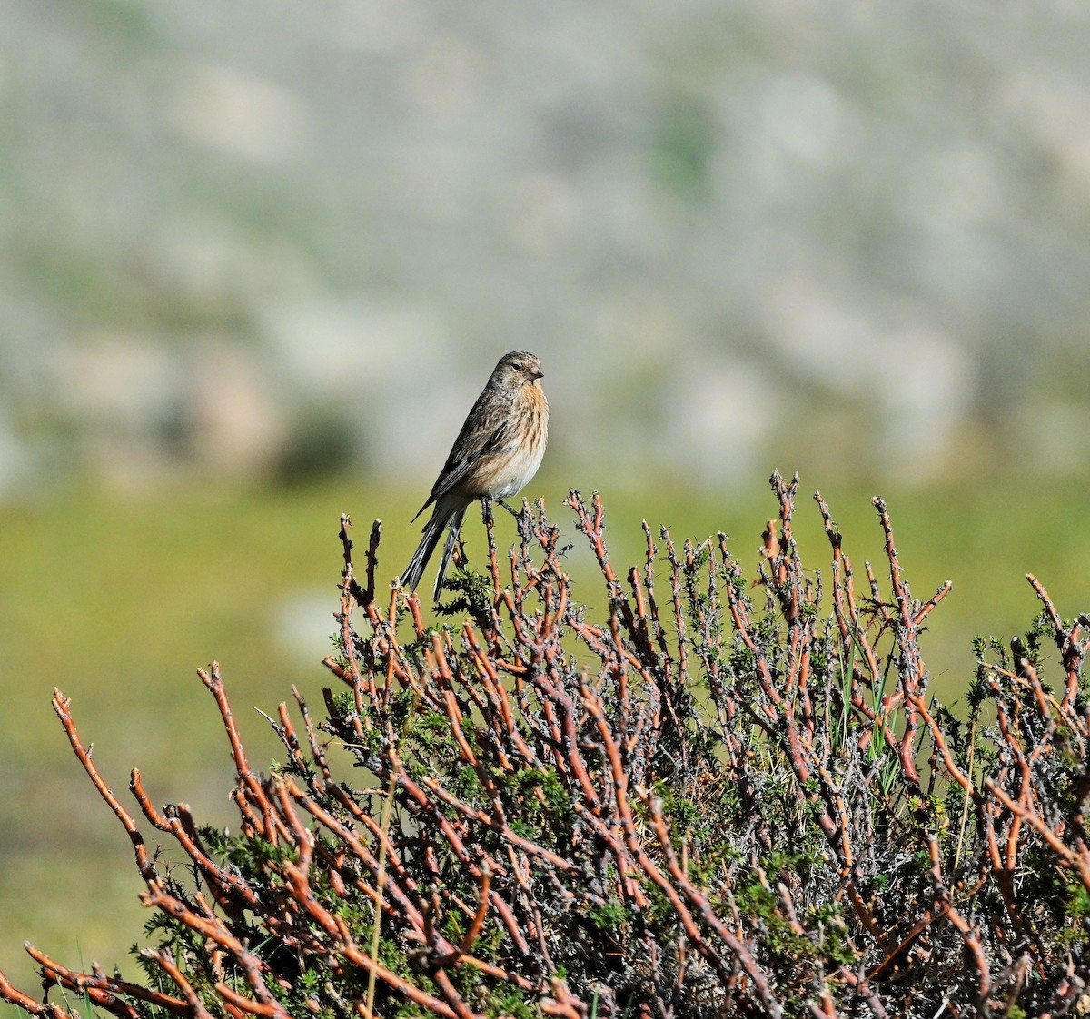 Twite - ML609047681