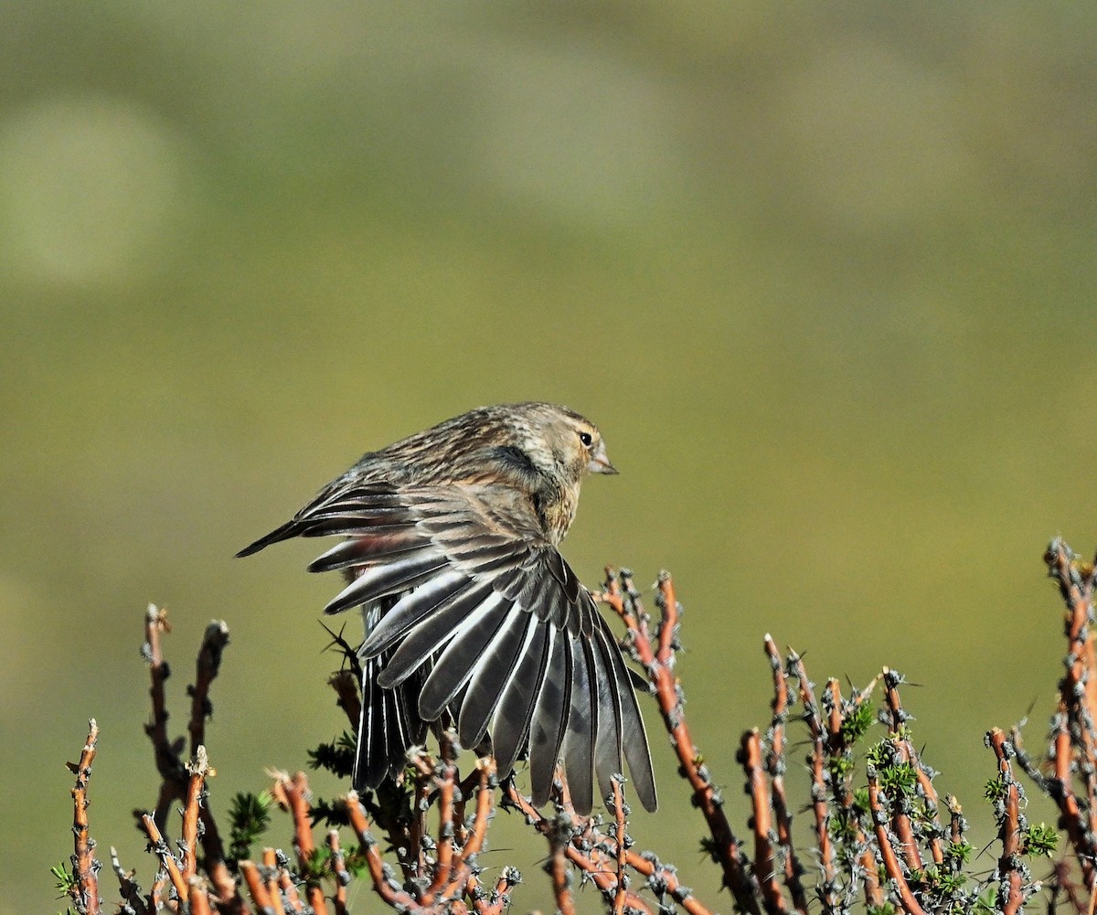 Twite - ML609047683