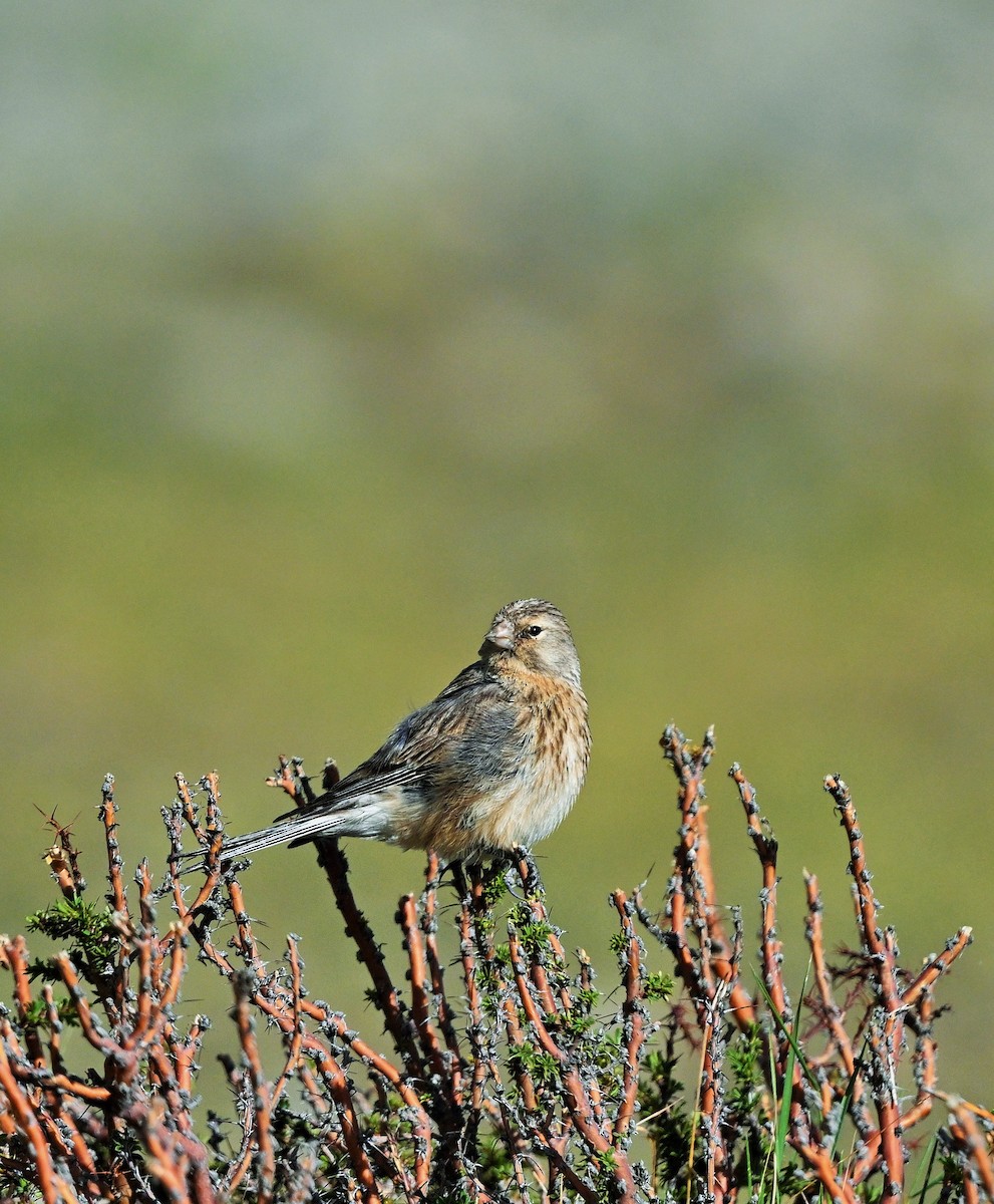 Pardillo Piquigualdo - ML609047684