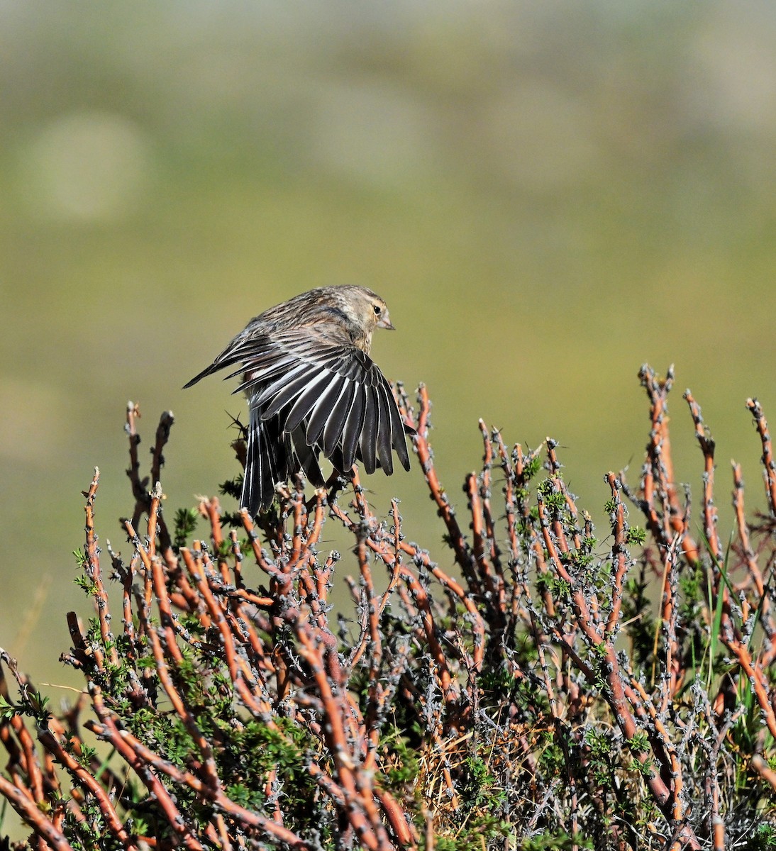 Twite - ML609047685