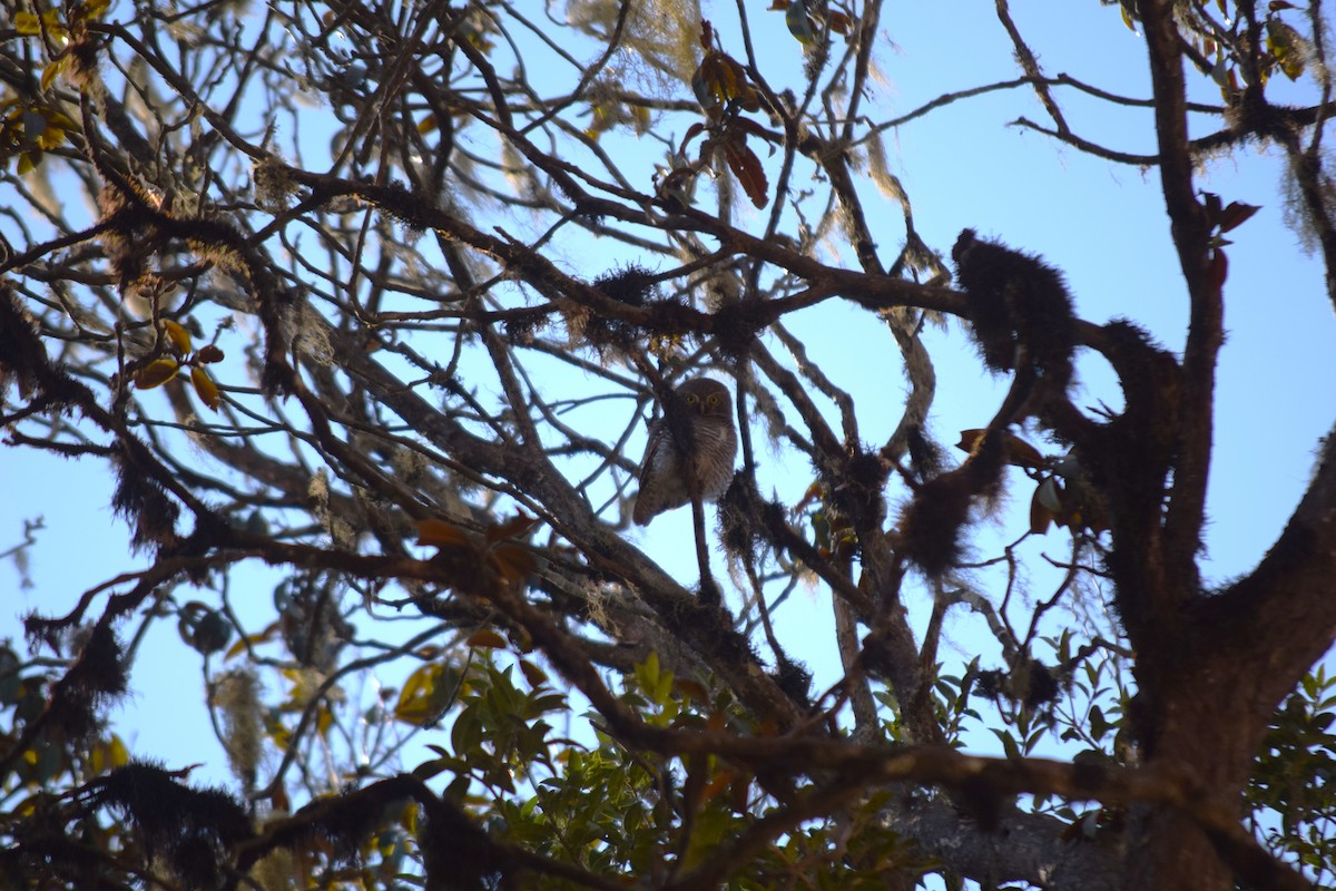 Jungle Owlet - ML609047704