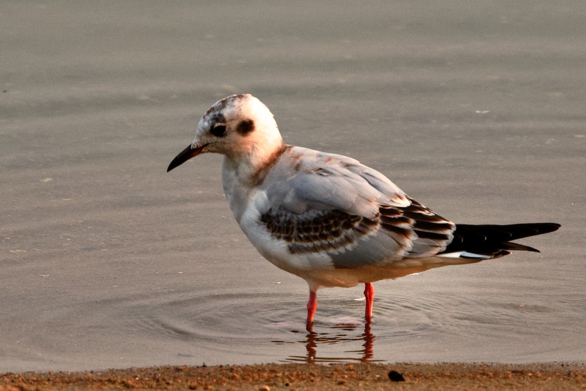 Bonaparte's Gull - Bryan Roset