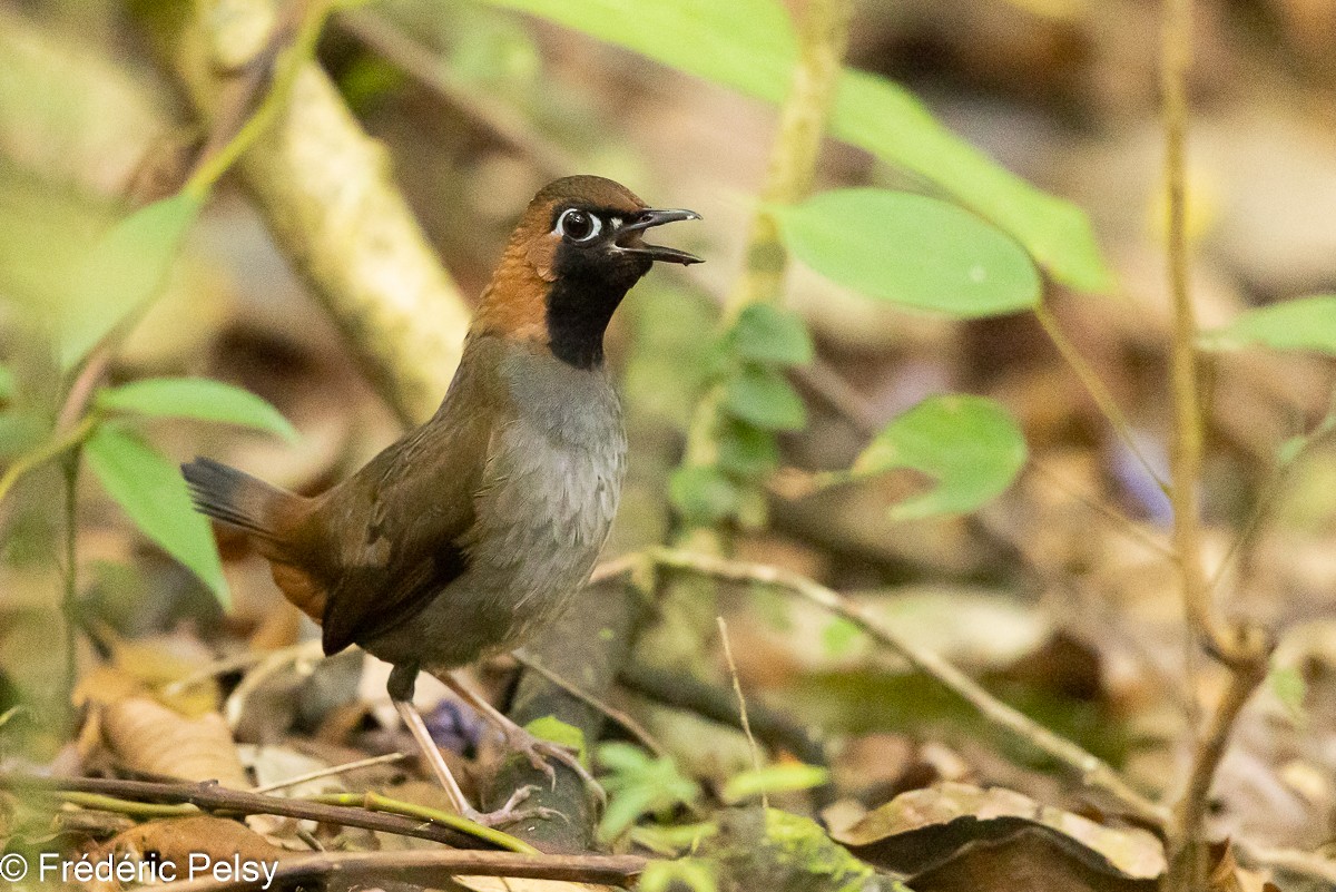 Black-faced Antthrush (Central American) - ML609047842