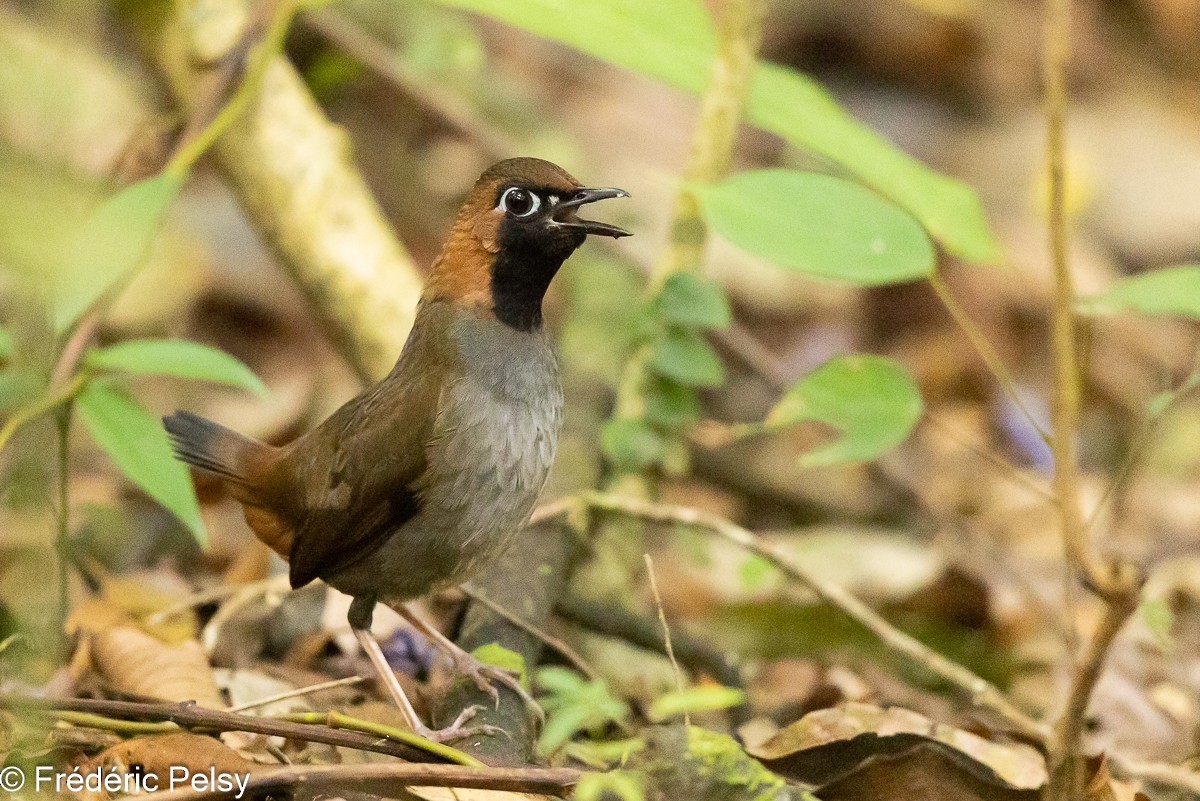 Black-faced Antthrush (Central American) - Frédéric PELSY