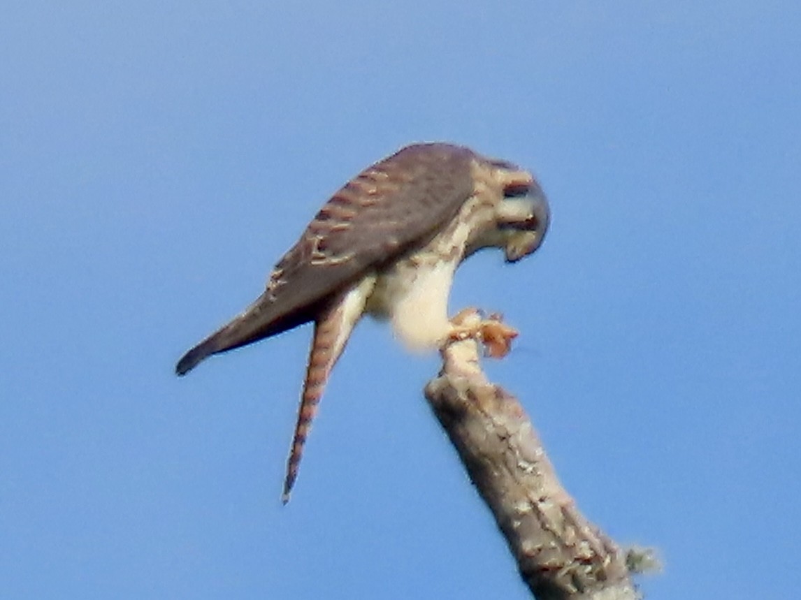 American Kestrel - Vicki Nebes