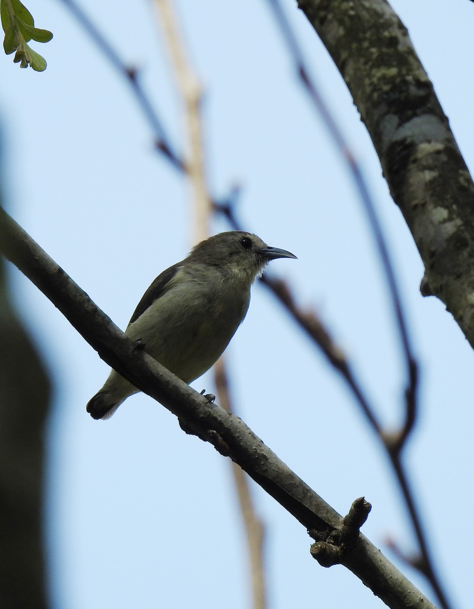 Nilgiri Flowerpecker - SANCHITA DEY