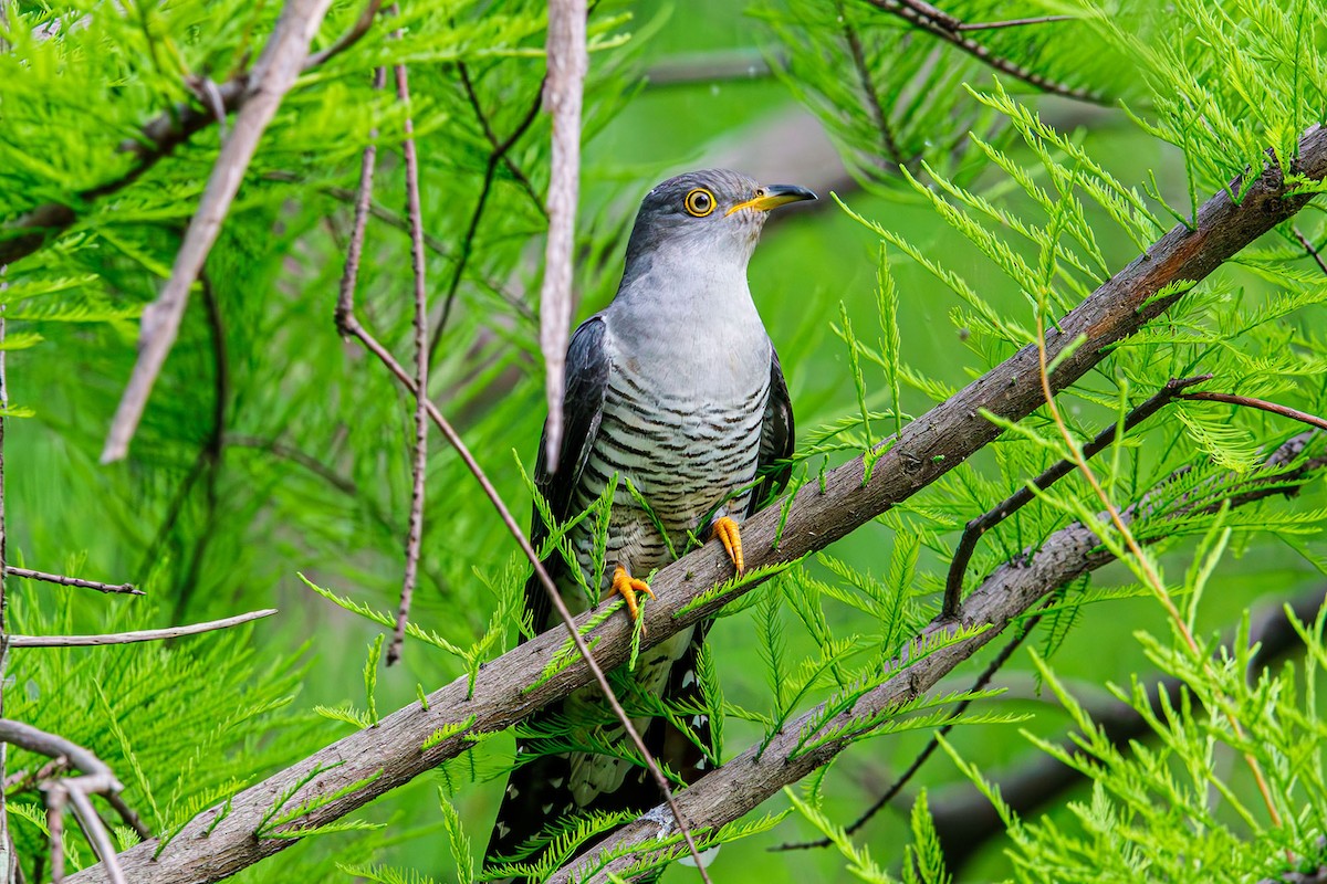 Common Cuckoo - ML609048060