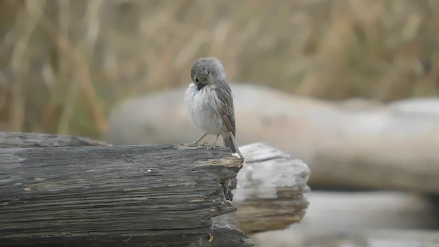 Ash-breasted Sierra Finch - ML609048147