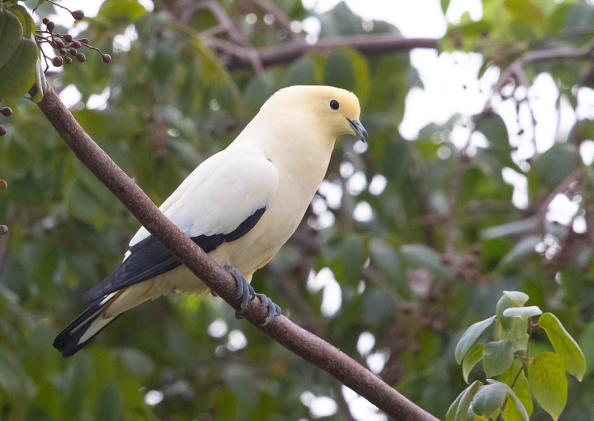 Pied Imperial-Pigeon - ML609048158