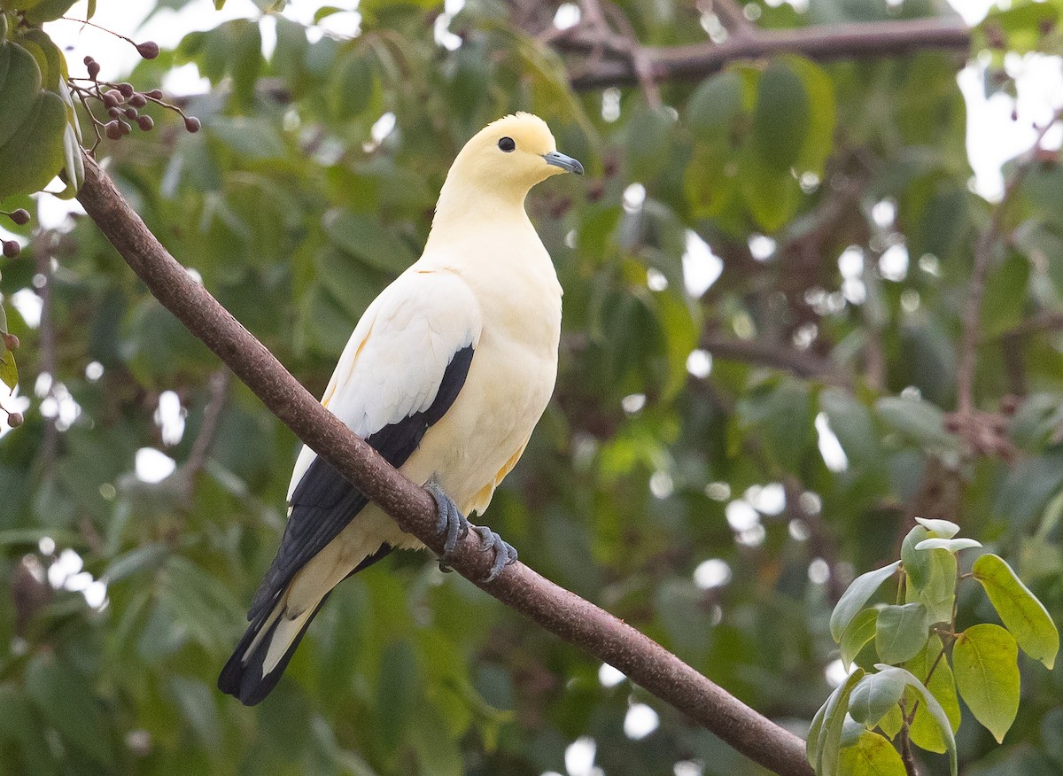 Pied Imperial-Pigeon - ML609048159
