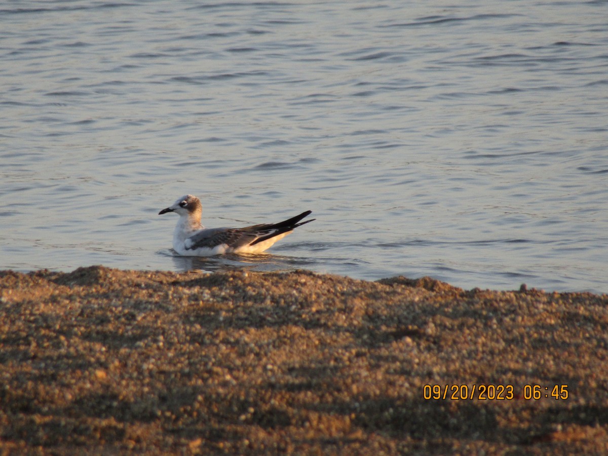 Franklin's Gull - ML609048263