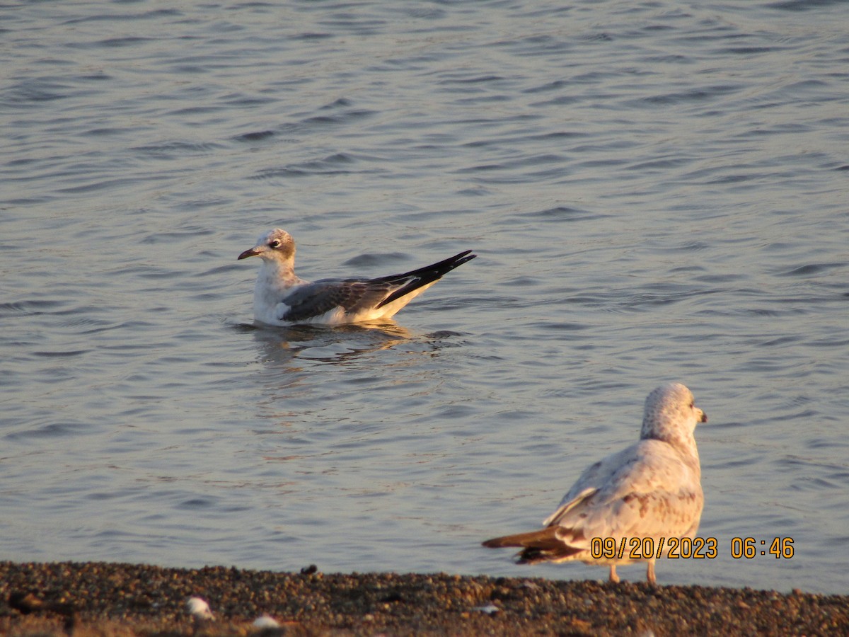 Franklin's Gull - ML609048265