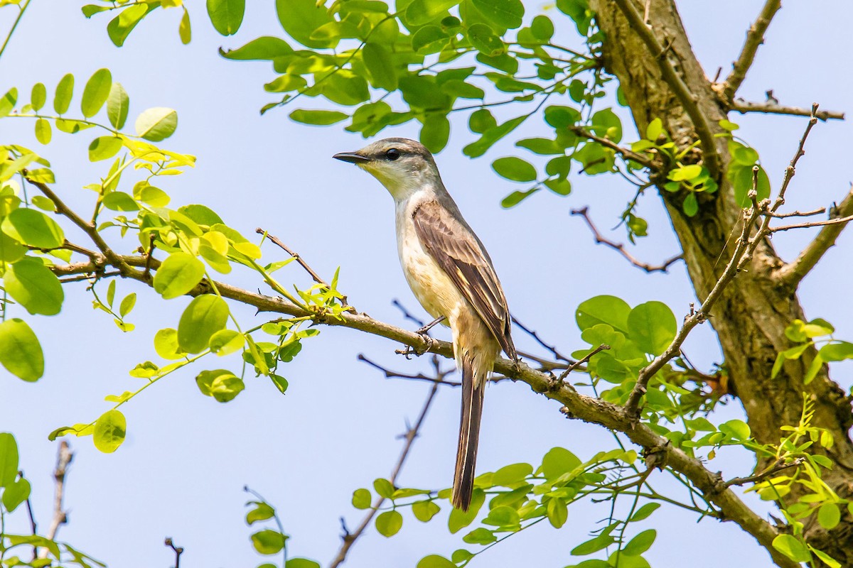 小灰山椒鳥 - ML609048289