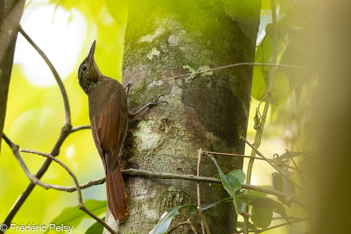Long-tailed Woodcreeper - Frédéric PELSY