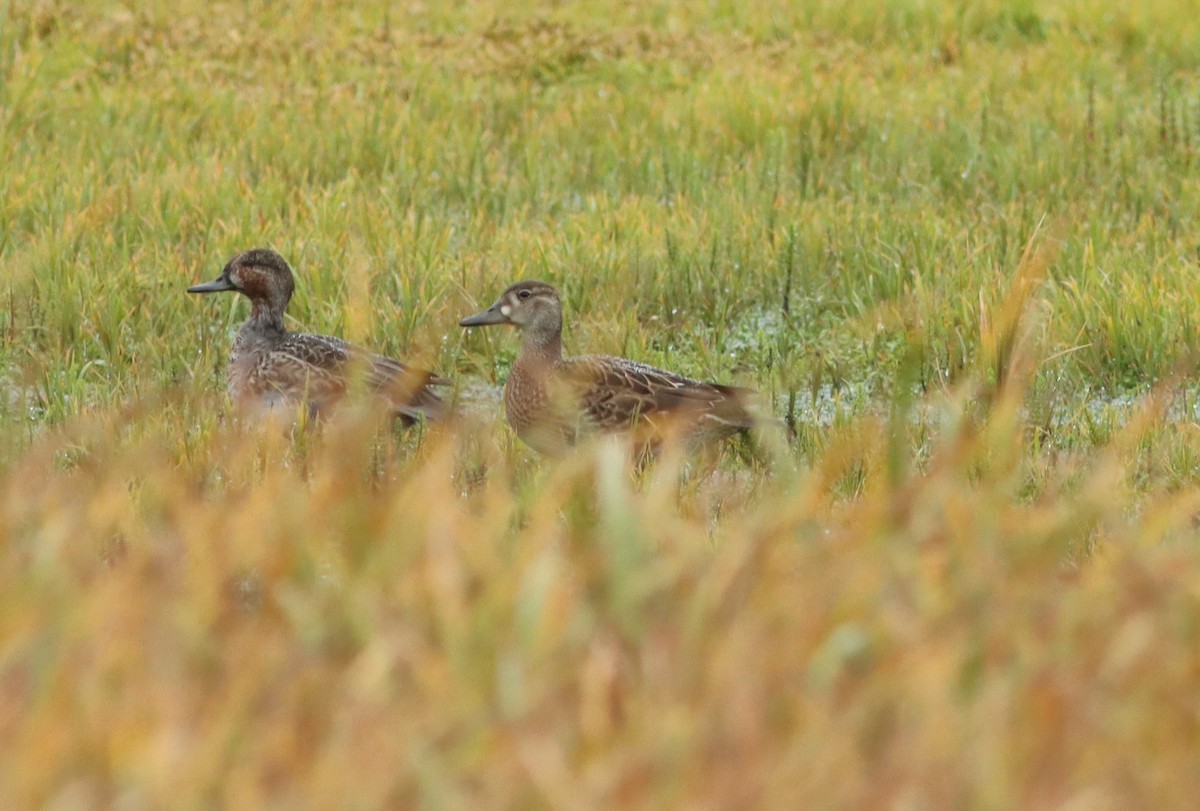 Baikal Teal - ML609048406