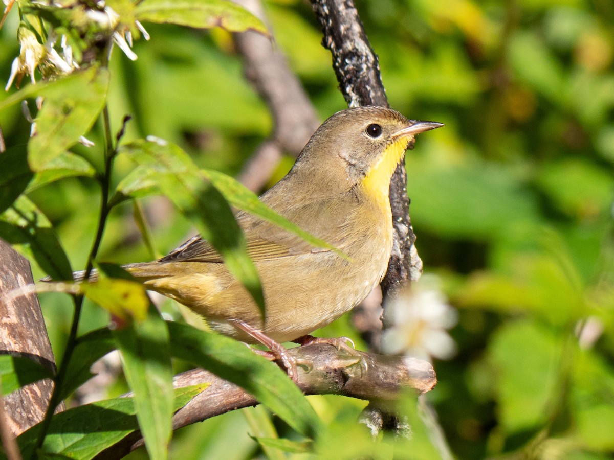 Common Yellowthroat - ML609048451