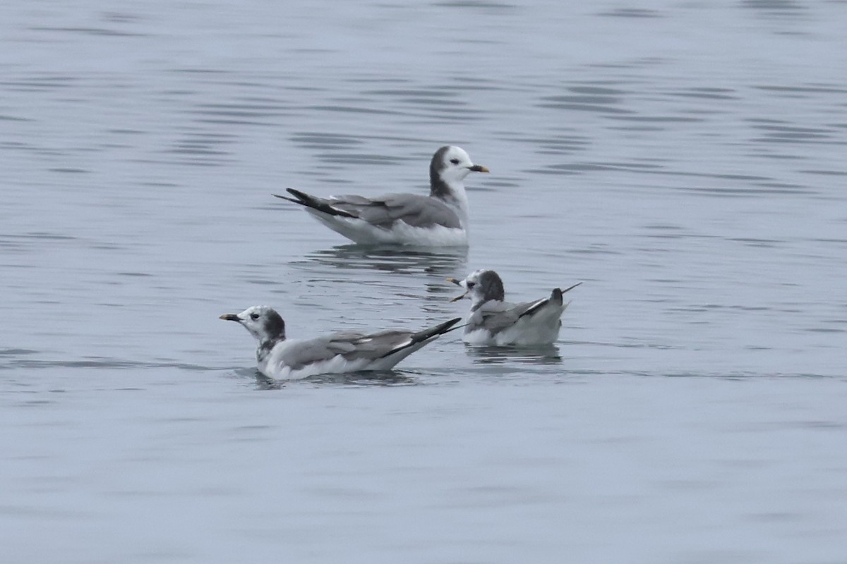 Sabine's Gull - ML609048516