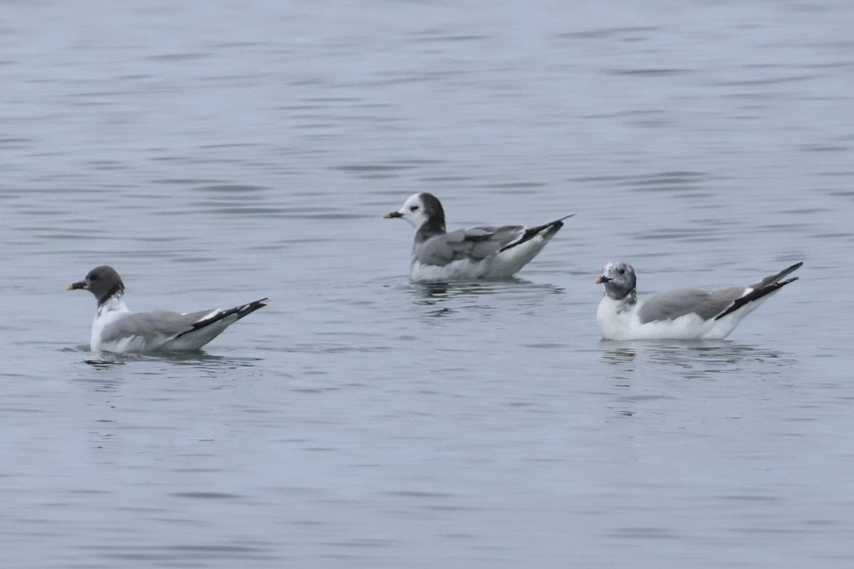 Sabine's Gull - ML609048517