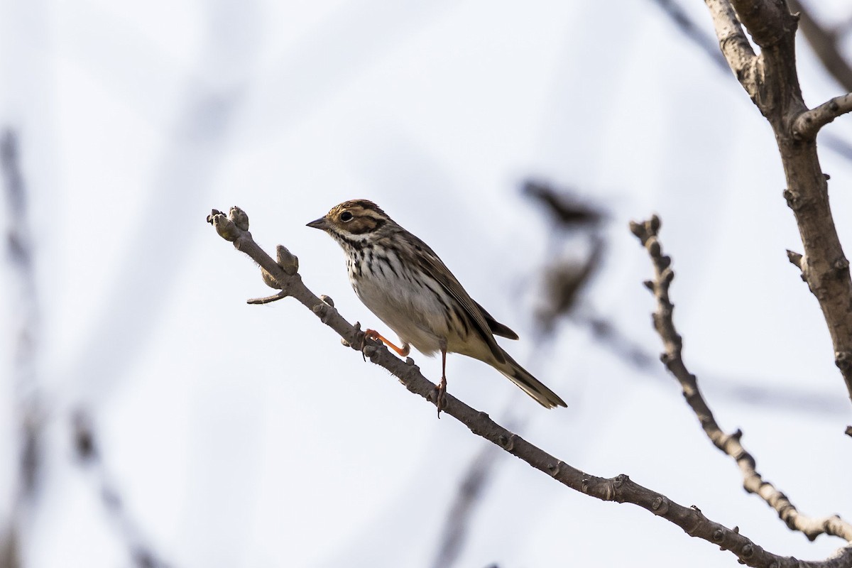 Little Bunting - ML609048597