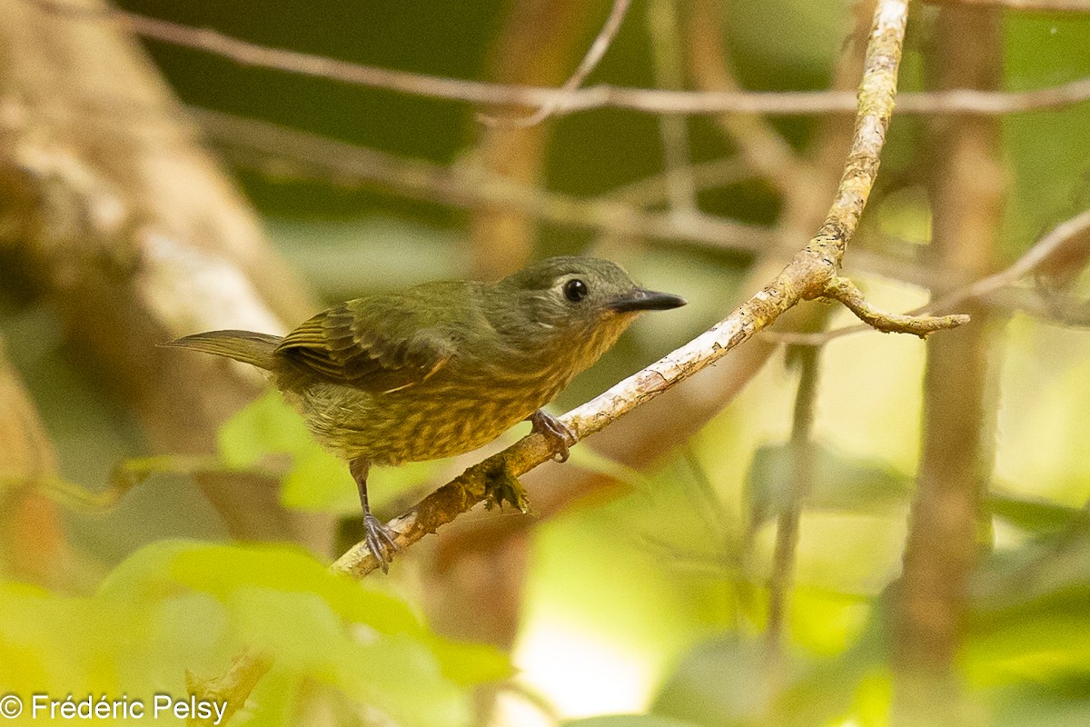 Olive-striped Flycatcher - ML609048623