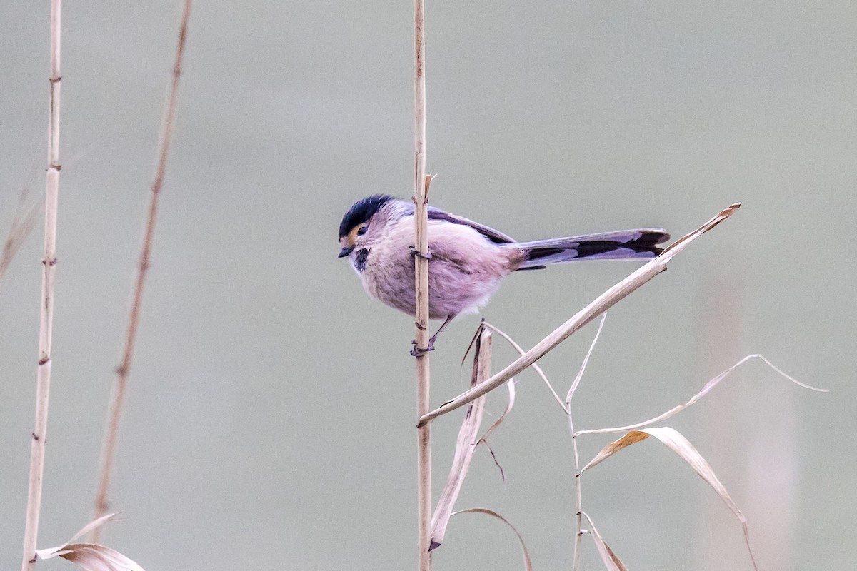 Silver-throated Tit - ML609048651