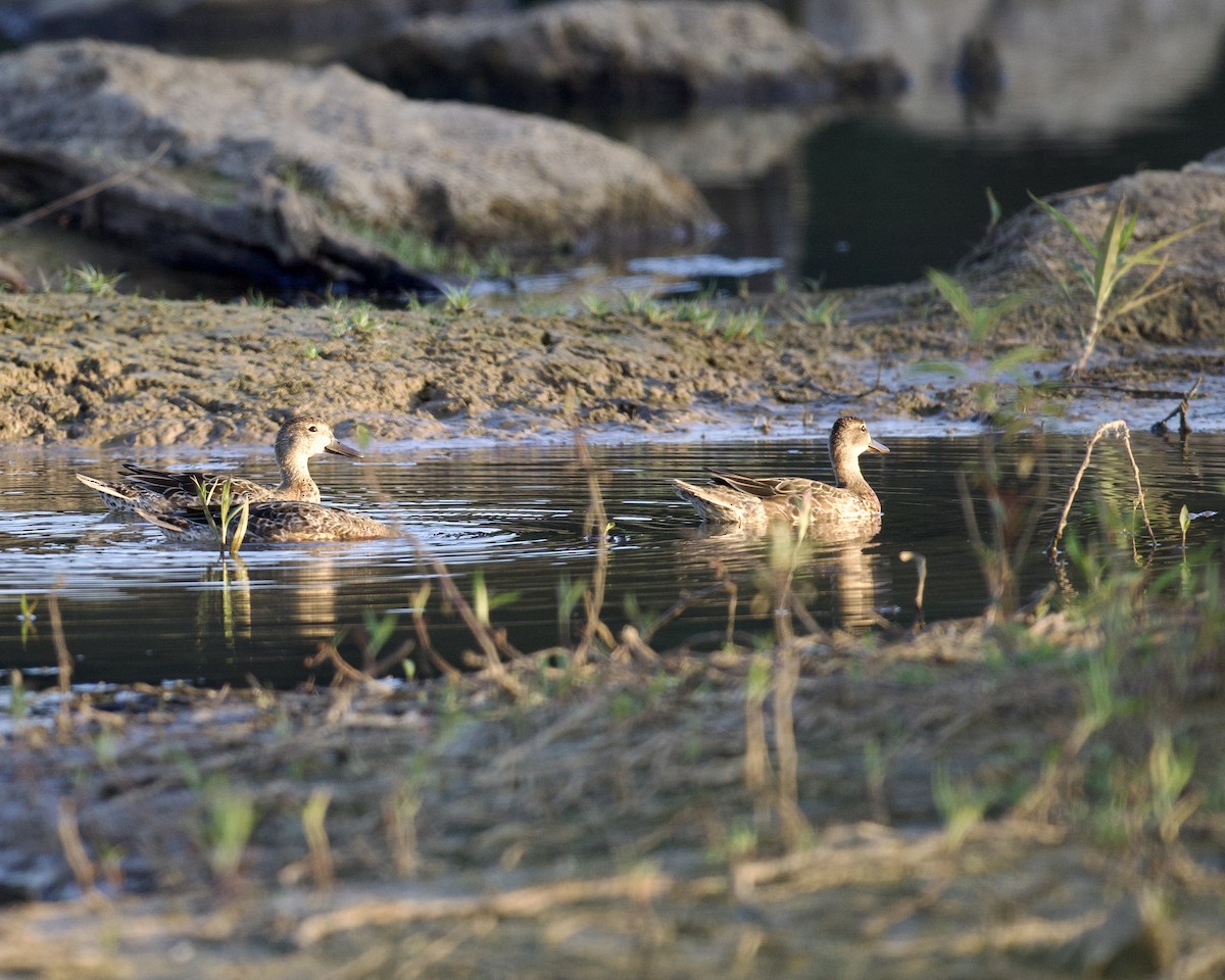 Blue-winged Teal - ML609048677