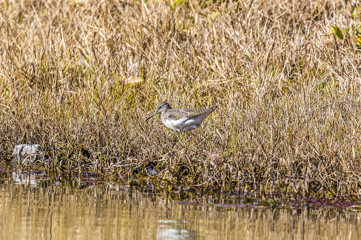 Green Sandpiper - ML609048711