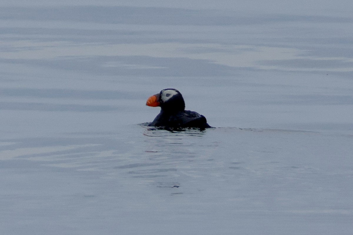 Tufted Puffin - ML609048877