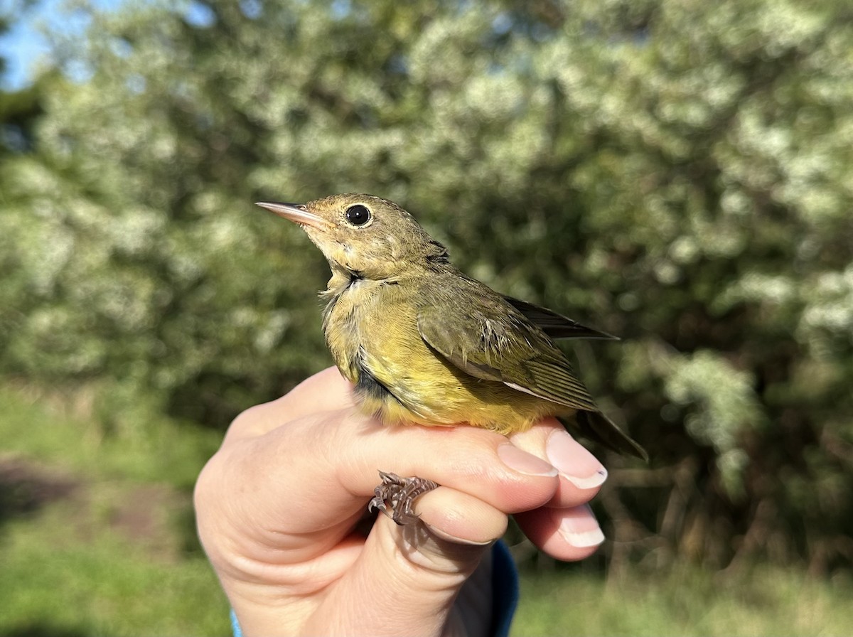 Connecticut Warbler - ML609048888