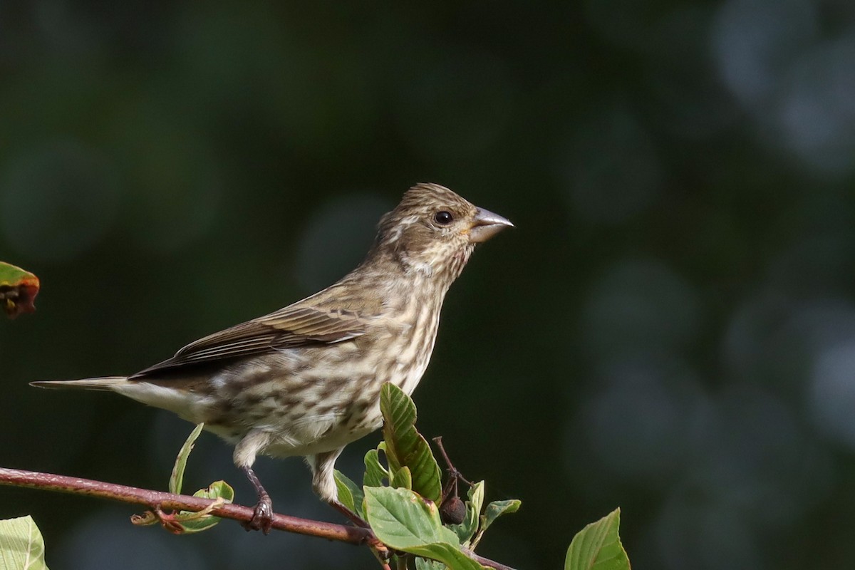 Purple Finch - ML609048931