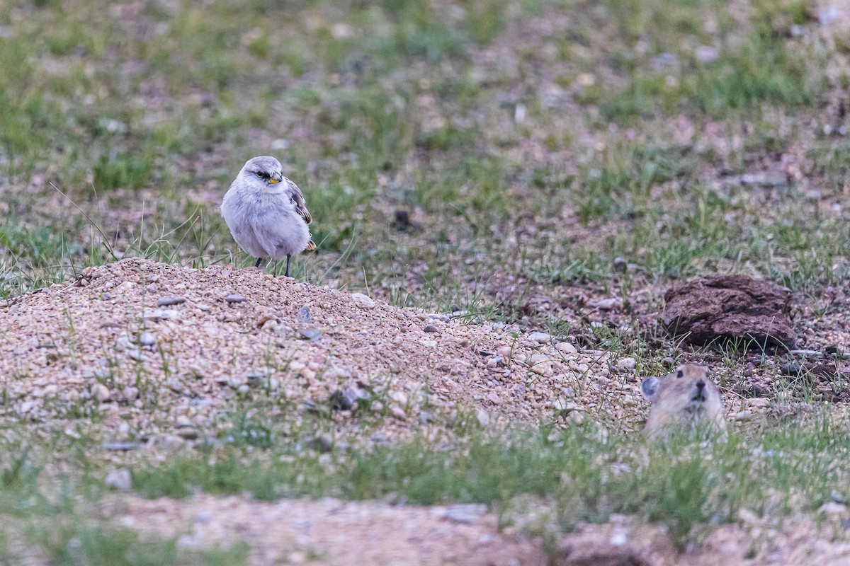 White-rumped Snowfinch - Jim Yuan