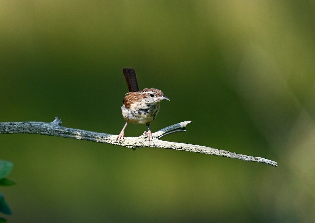 Carolina Wren - ML609048989