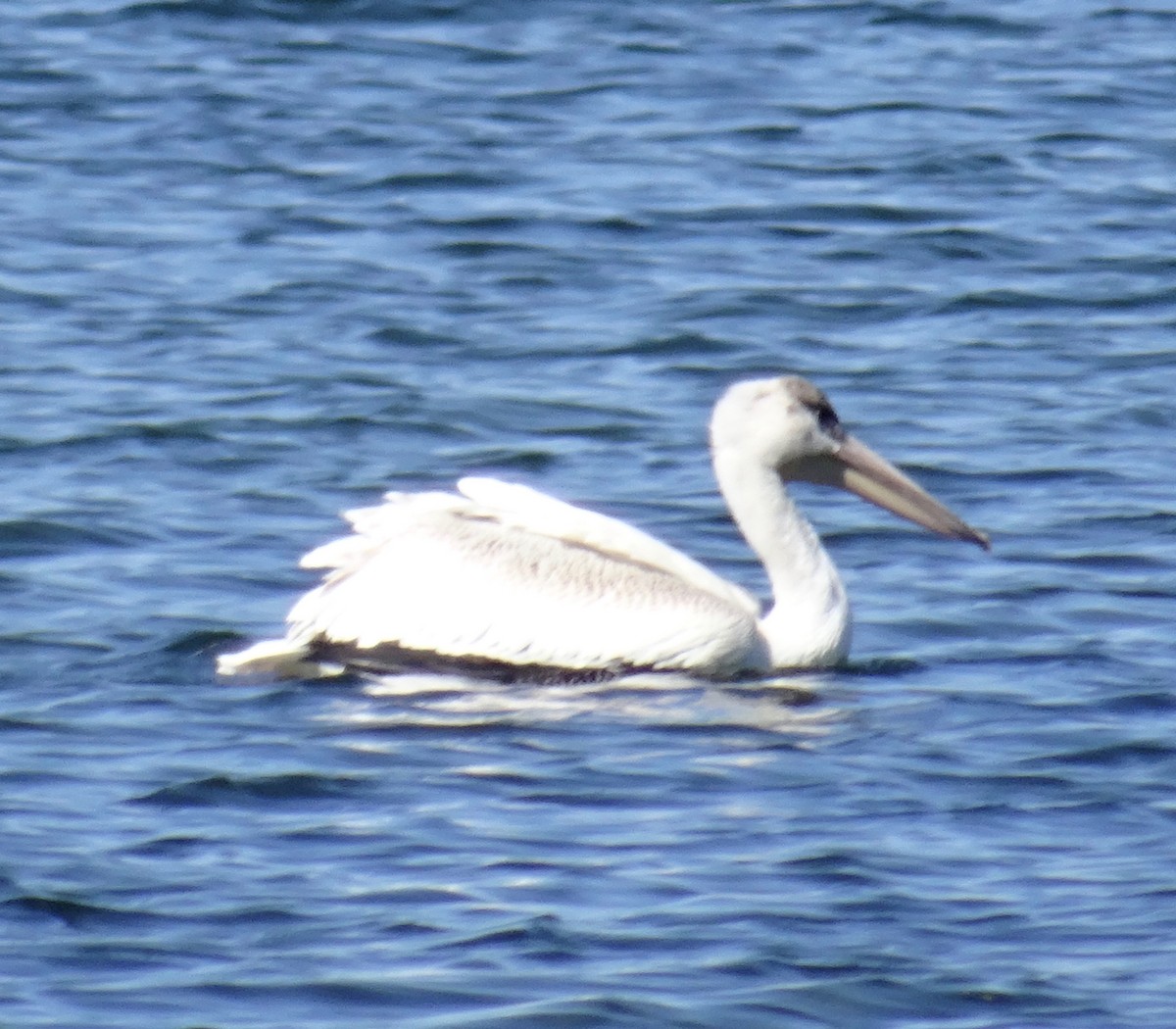 American White Pelican - ML609049097