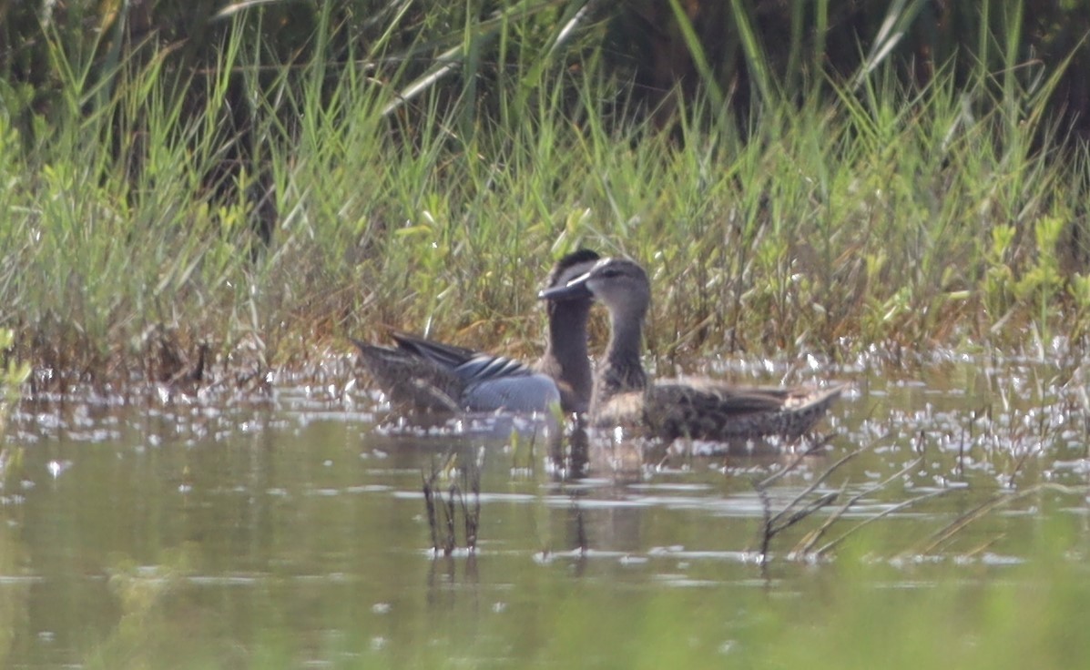 Garganey - ML609049098