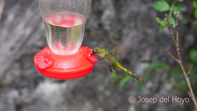 Colibrí Colilargo Menor - ML609049190