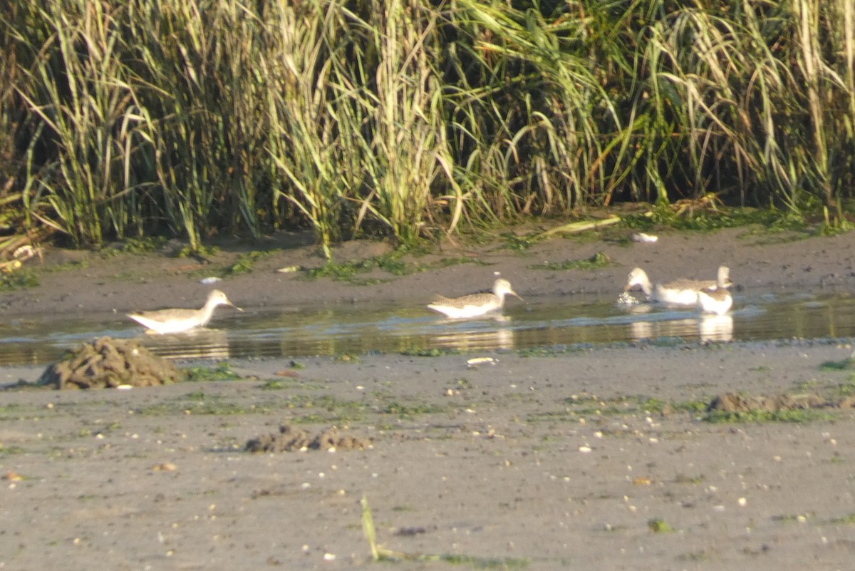 Greater Yellowlegs - ML609049205